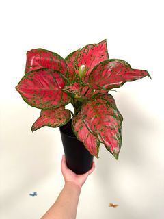 Aglaonema Red   - Tall Black Pot