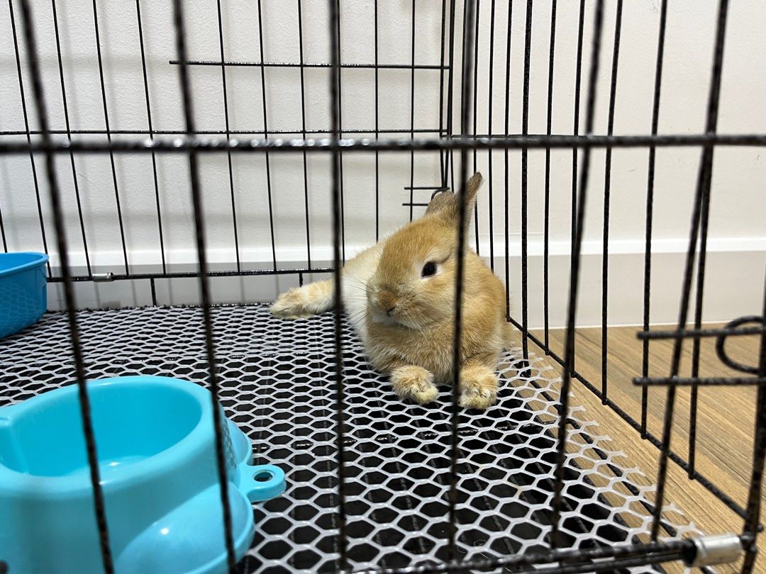 Rabbit Pet Boarding (Penang Island), Services, Others on Carousell