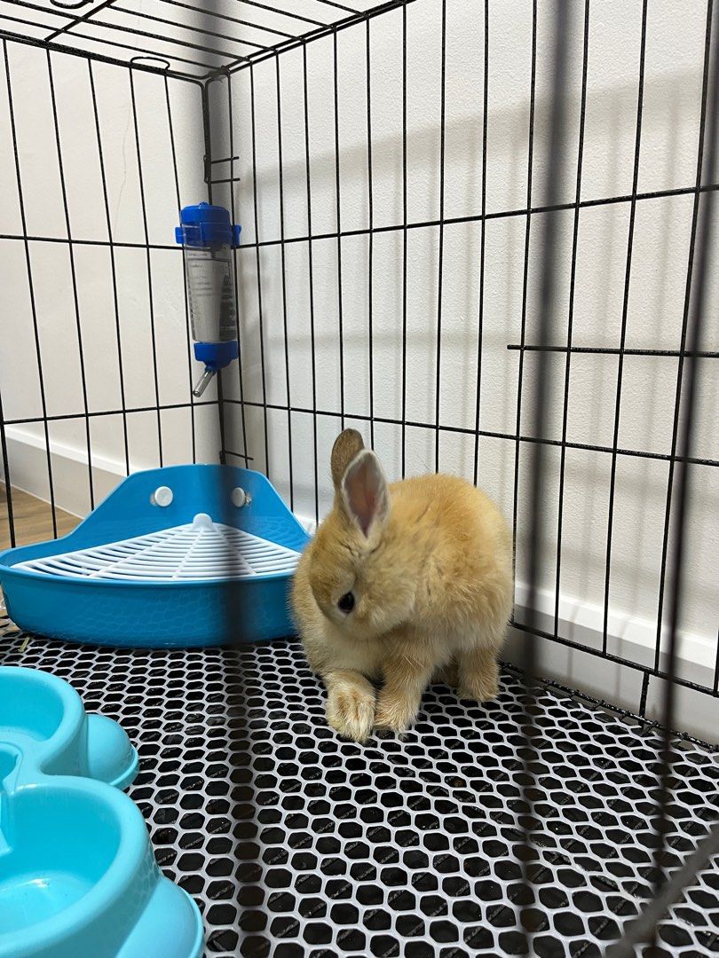 Hot rabbit boarding near me Outlet