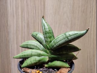 Sansevieria meedee