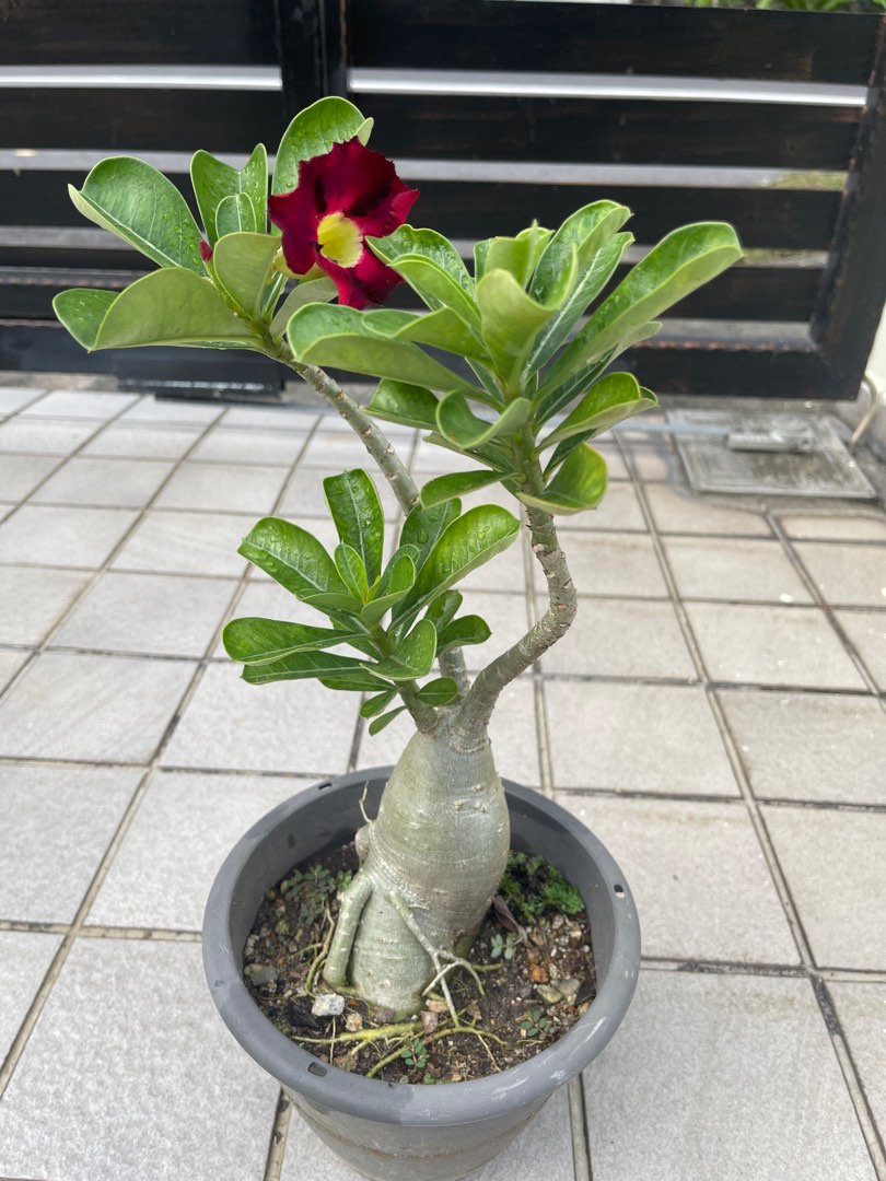 Taiwan adenium - non grafted/ seed grown, Furniture & Home Living ...