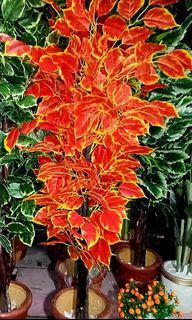 5ft. Artificial Plant red orange speed Leaves w/ PoT.