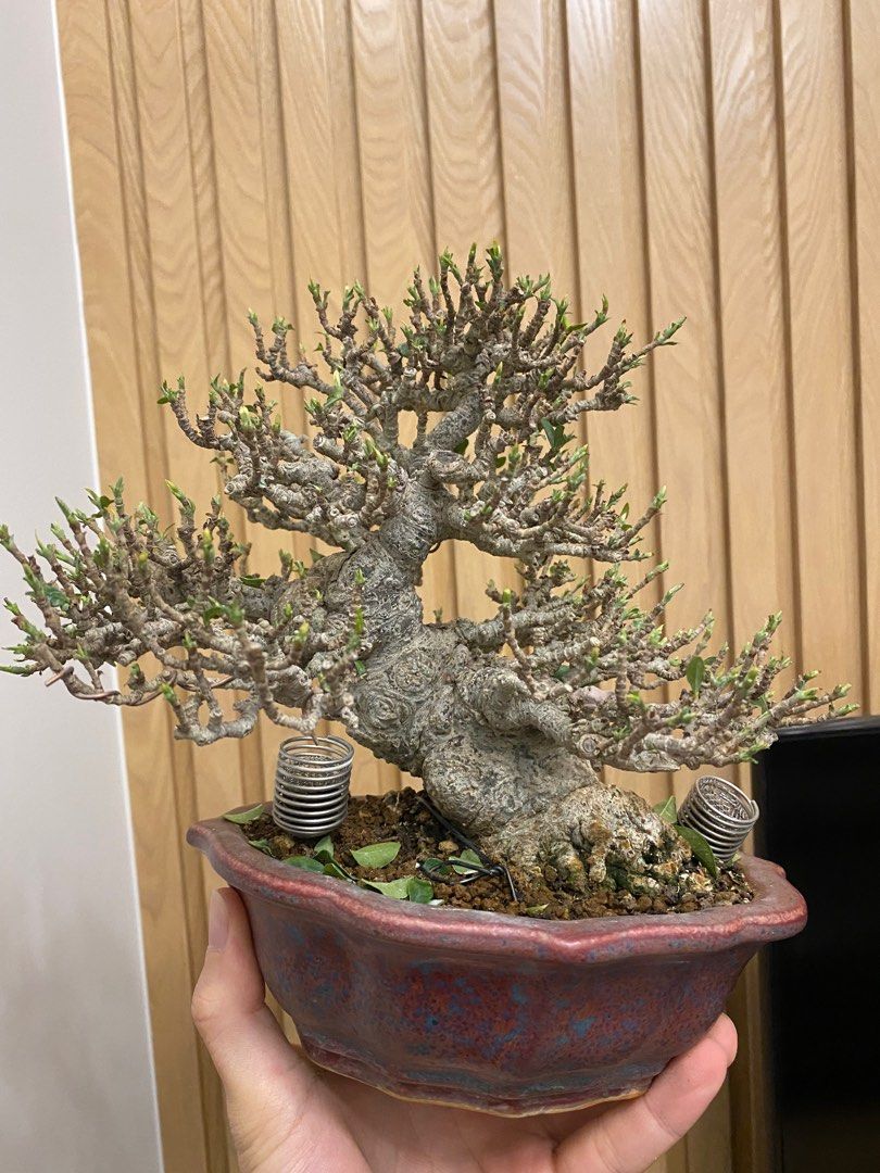 アイデア植木盆栽家の室内玄関の小さい置物の机の微景観 - 置物