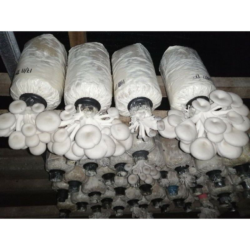 Mushroom Grow kit, Food & Drinks, Fresh Produce on Carousell