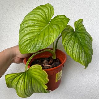 (Category: ) located in . Submitted by plants4you (Listing ID 1217790839, Image 1). Description: .