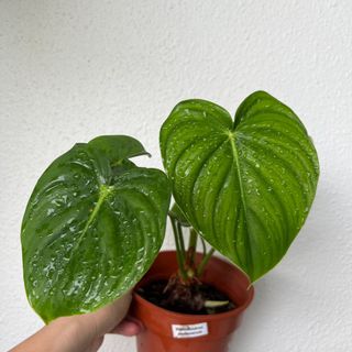 (Category: ) located in . Submitted by plants4you (Listing ID 1217790996, Image 1). Description: .