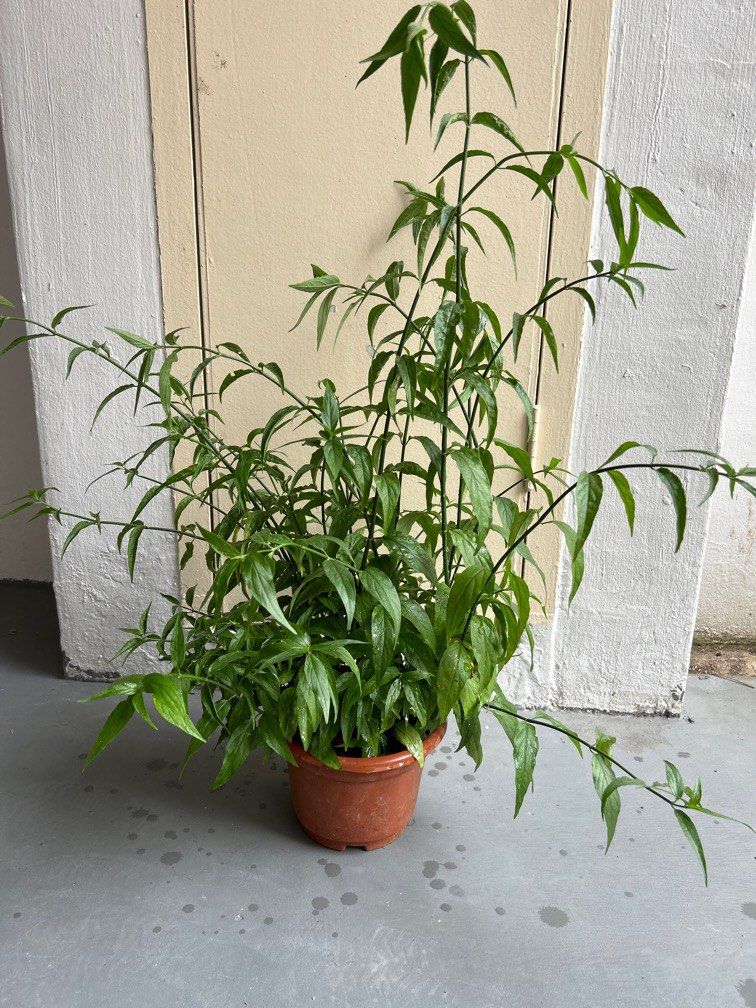 Sabah Snake Grass Belalai Gajah Clinacanthus Nutans Plant sabah-snake-grass-belalai-gajah-clinacanthus-nutans-plant