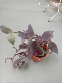 Tradescantia Pallida 'Purple Heart'