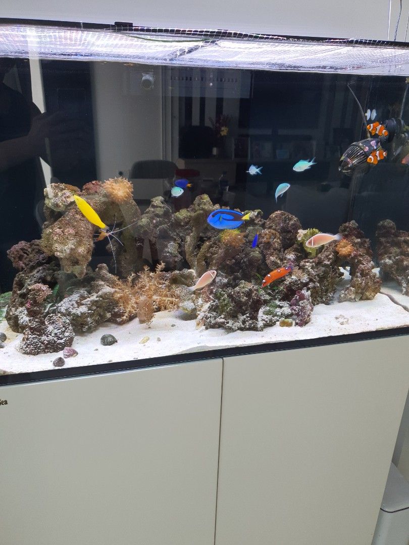 Vibrant Aquarium Cleaning solution, Pet Supplies, Homes & Other Pet