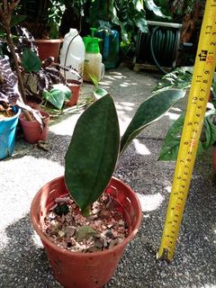 Whale Fin plant
