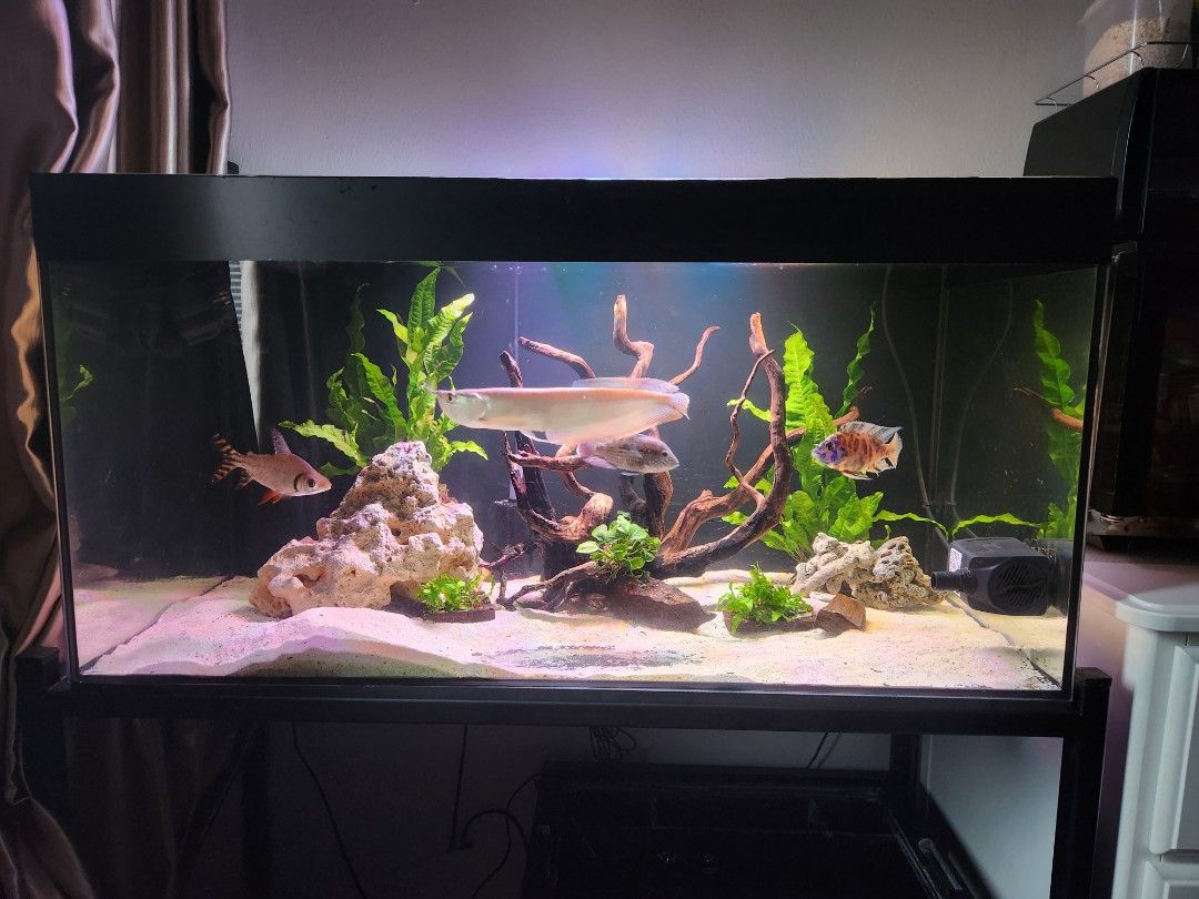 Long Narrow Fish tank, Pet Supplies, Homes & Other Pet Accessories on  Carousell