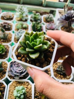 璀璨（多肉植物）