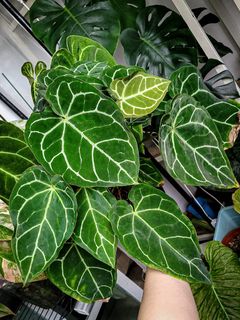(Category: ) located in . Submitted by nospaceforplants (Listing ID 1217817363, Image 1). Description: .