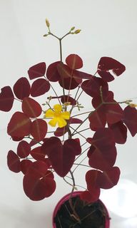 (Category: ) located in . Submitted by urban.cultivar (Listing ID 1217843373, Image 1). Description: .