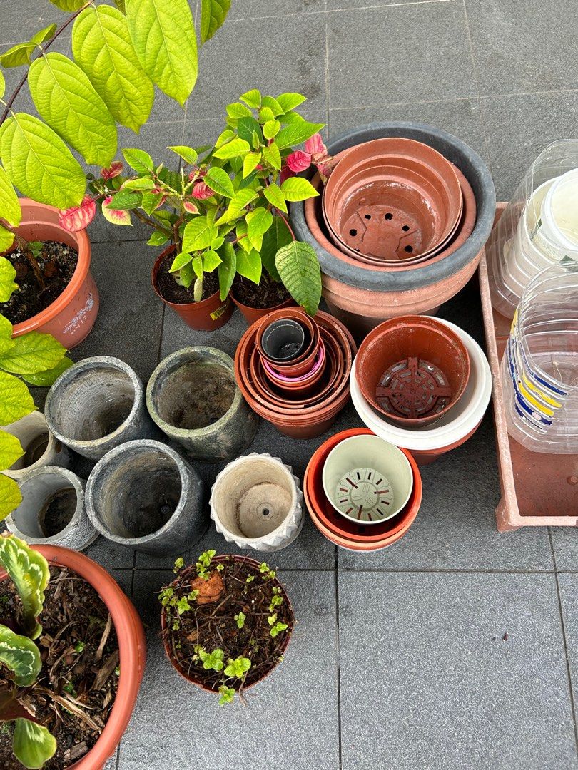 Free Plants, Pots, Planters, Furniture & Home Living, Gardening, Pots