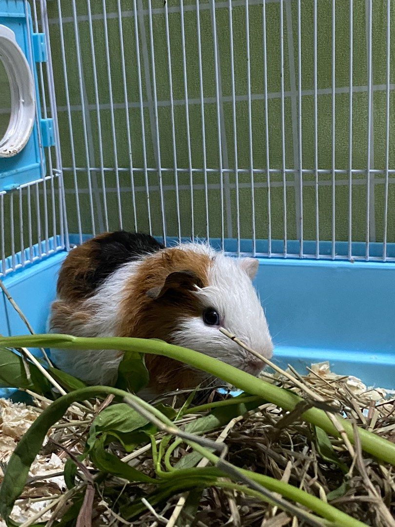 Harga guinea pig top