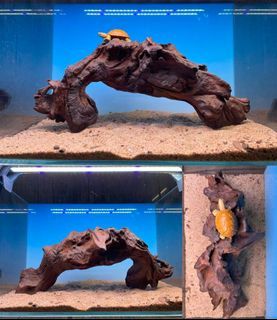 [H6953] Premium Driftwood - 31 x 11 x 13 - Self Standing with Substrate