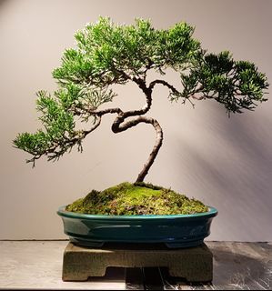 Juniper  Bonsai 真柏- Taiwanese Origin
