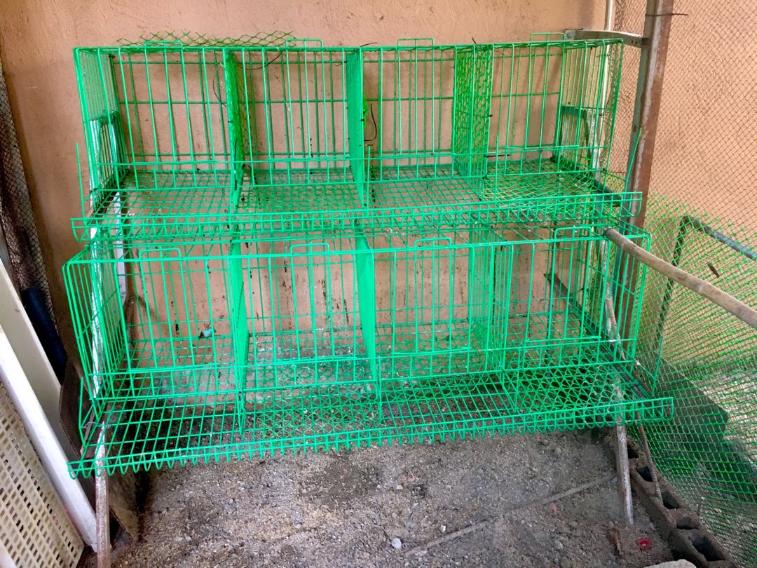 Battery cage with stand 8 doors, Pet Supplies, Homes & Other Pet