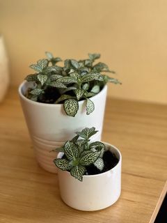 Green Fittonia Nerve Plant