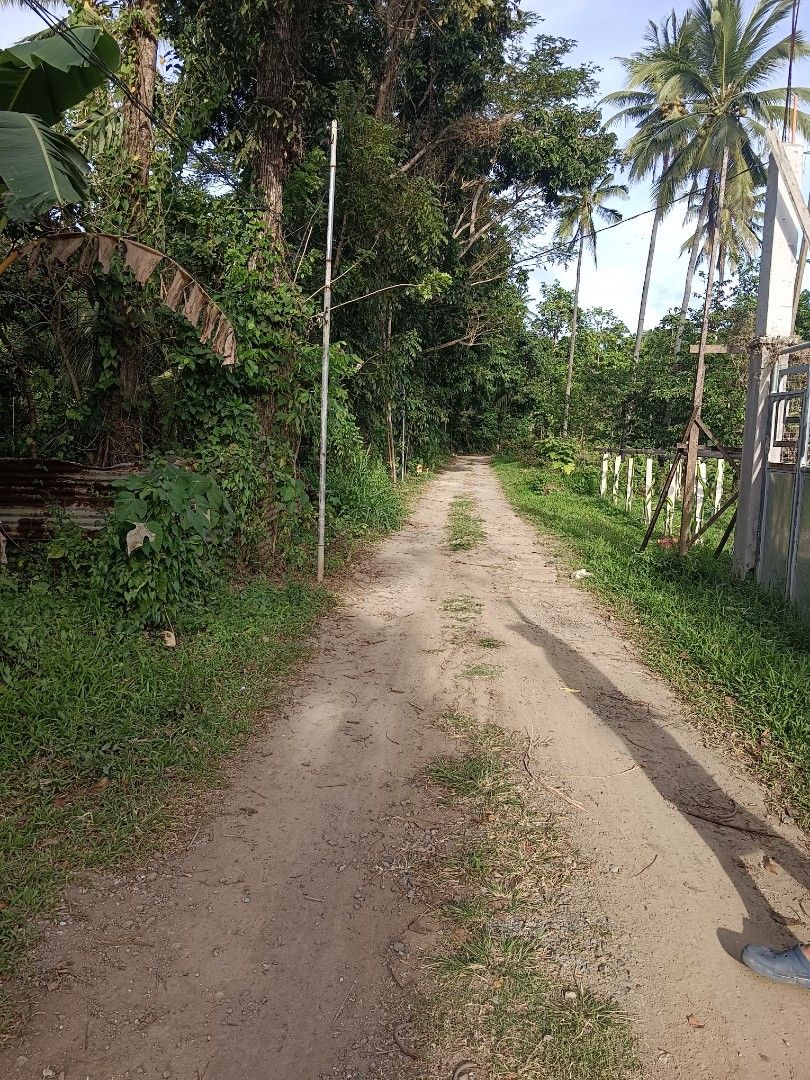 Mango Farm For Sale Near Alfonso Cavite, Property, For Sale, Lot on