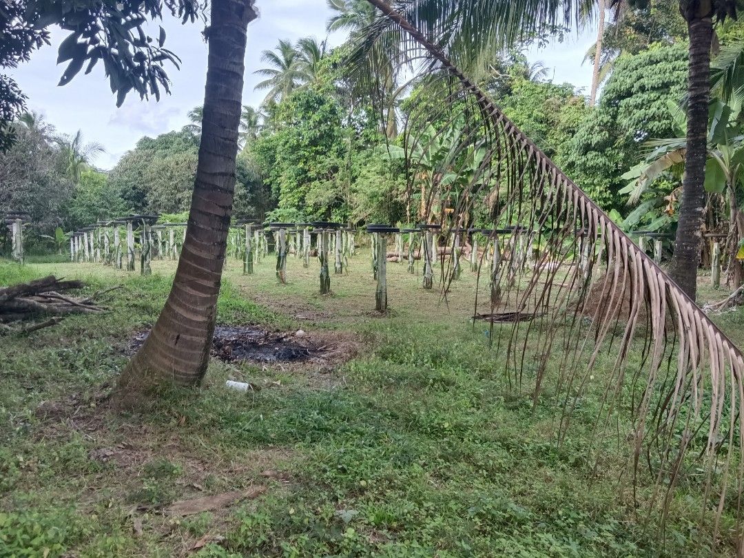 Mango Farm For Sale Near Alfonso Cavite, Property, For Sale, Lot on