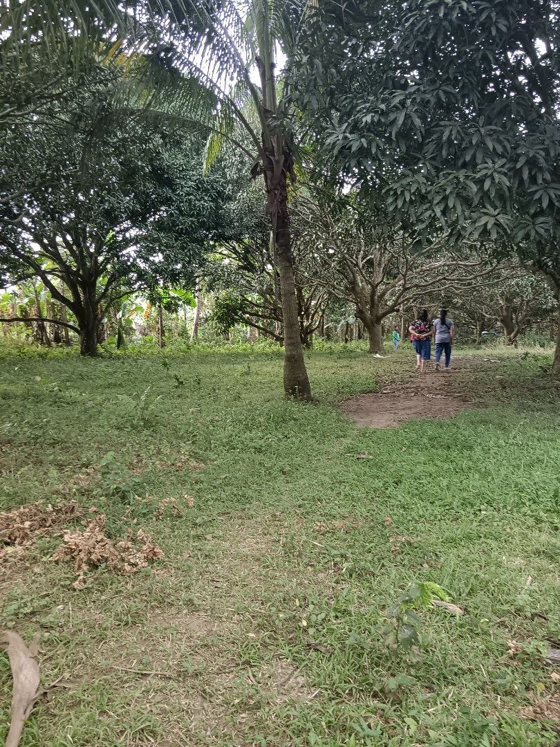 Mango Farm For Sale Near Alfonso Cavite, Property, For Sale, Lot on