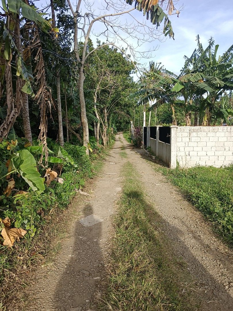 Mango Farm For Sale Near Alfonso Cavite, Property, For Sale, Lot on