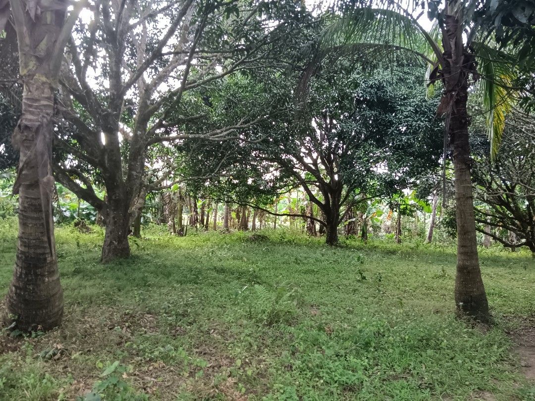 Mango Farm For Sale Near Alfonso Cavite, Property, For Sale, Lot on