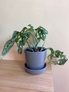 Potted Monstera Adansonii