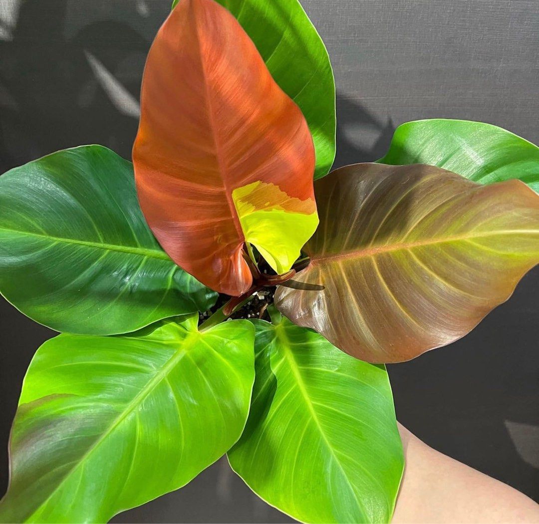 Philodendron yellow flame variegated, Furniture & Home Living, Gardening,  Plants & Seeds on Carousell