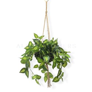 (Category: ) located in . Submitted by altonflowerscomm (Listing ID 1213091257, Image 1). Description: .