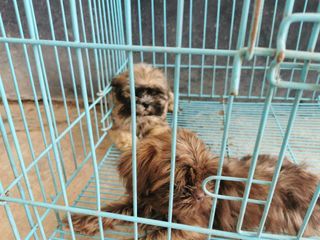Play Pen Cage