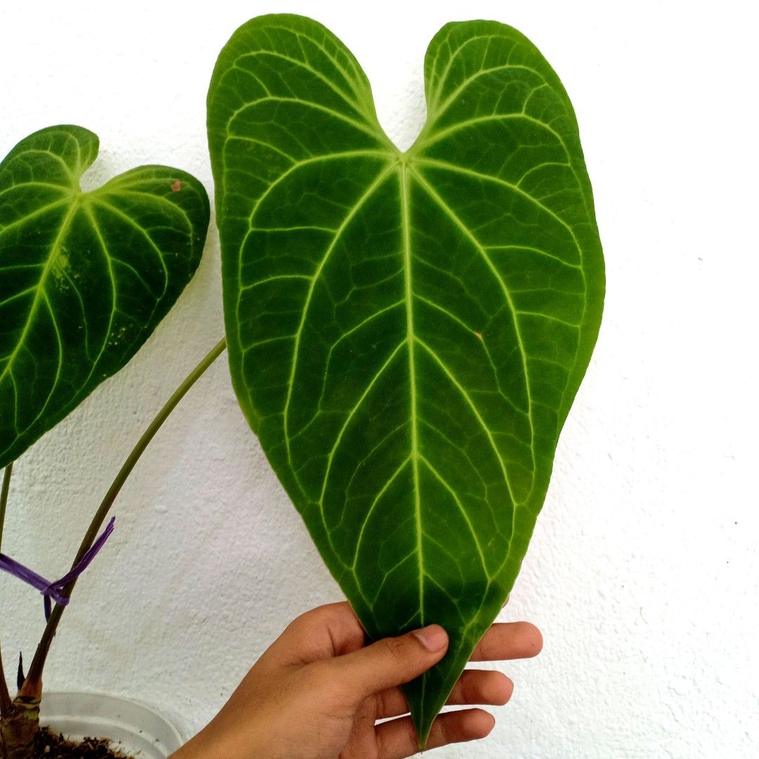money plant vine Money Plant (Epipremnum aureum)