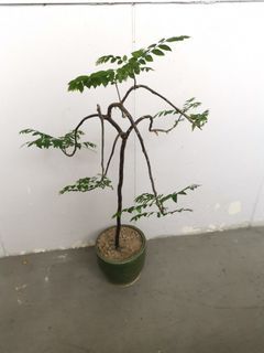 Jade Plant Bonsai, Furniture & Home Living, Gardening, Plants & Seeds on  Carousell