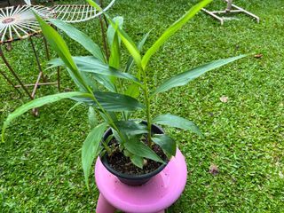 Butterfly ginger plant