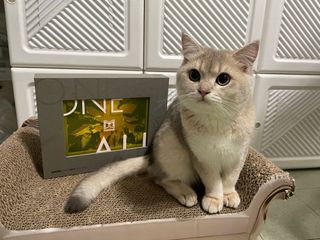 （分類：）位於 。 由 zoechingcc 提交（商品編號 1213323836，圖片 1）。簡介： 。