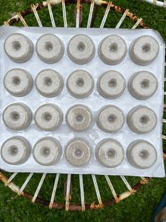 Mosquito dunks