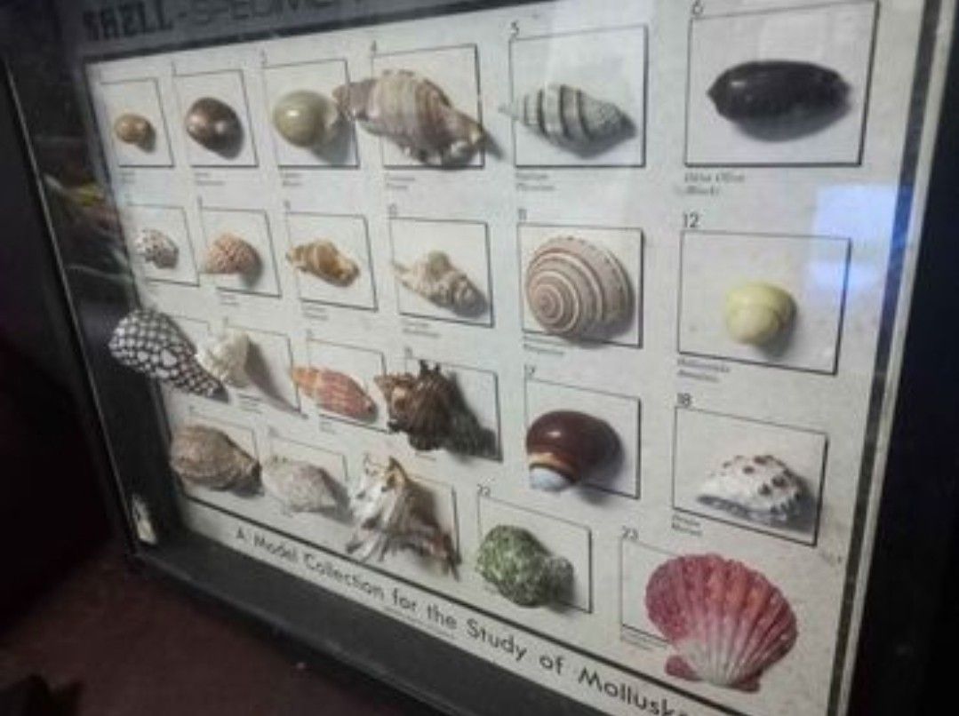 Shell specimen collection (Category: Vintage Collectibles) located in Silang. Submitted by samflores2k4t7 (Listing ID 1213279921, Image 2). Description: For sale Vintage home decor Shell specimen collection A model collection for the study of mollusk Triser craft Philippines.