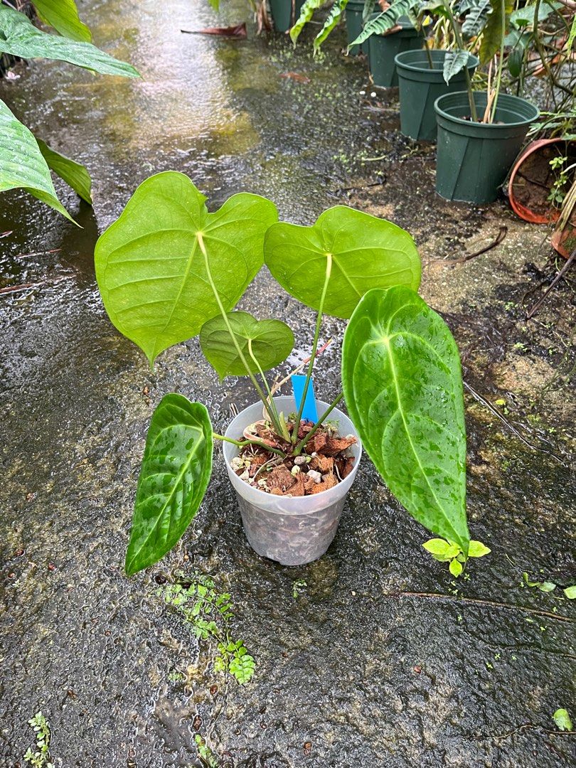 pink anthurium Pink Anthurium Live Plant, 4