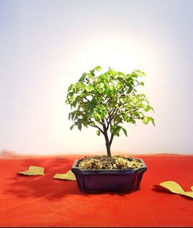 Beech Bonsai - Taiwanese Origin