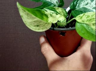 (Category: ) located in . Submitted by PlantAPlantAtHome (Listing ID 1211671849, Image 1). Description: .