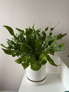 （分類：）位於 。 由 thereallebbit 提交（商品編號 1213473791，圖片 1）。簡介： 。
