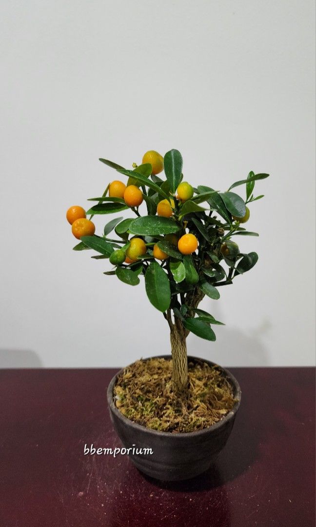 Mini Kumquat Bonsai Tree (Jap) 9-0, Furniture & Home Living, Gardening