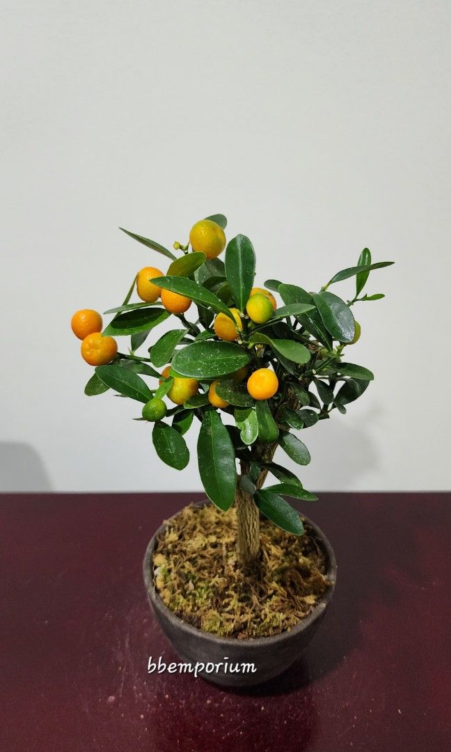 Mini Kumquat Bonsai Tree (Jap) 90, Furniture & Home Living, Gardening