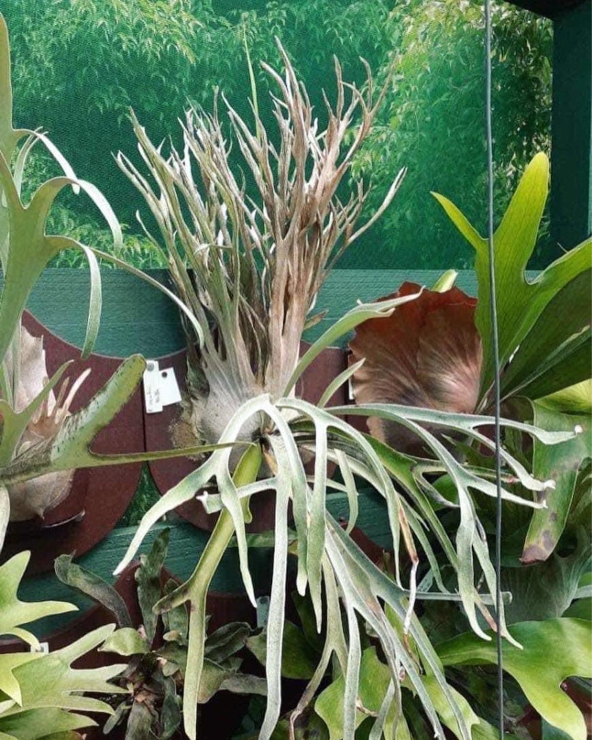 ビカクシダ P.Veitchii High Finger AUS cutting pup P.veitchii High Finger AUS Dwarf Sporelings 貯水葉大きくなり