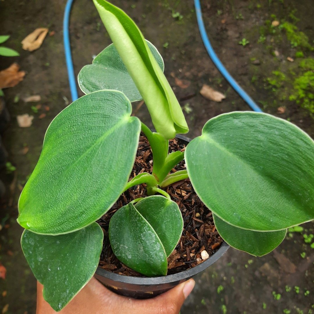 Philo Rugosum Philodendron Rugosum, Furniture & Home Living, Gardening, Plants ...
