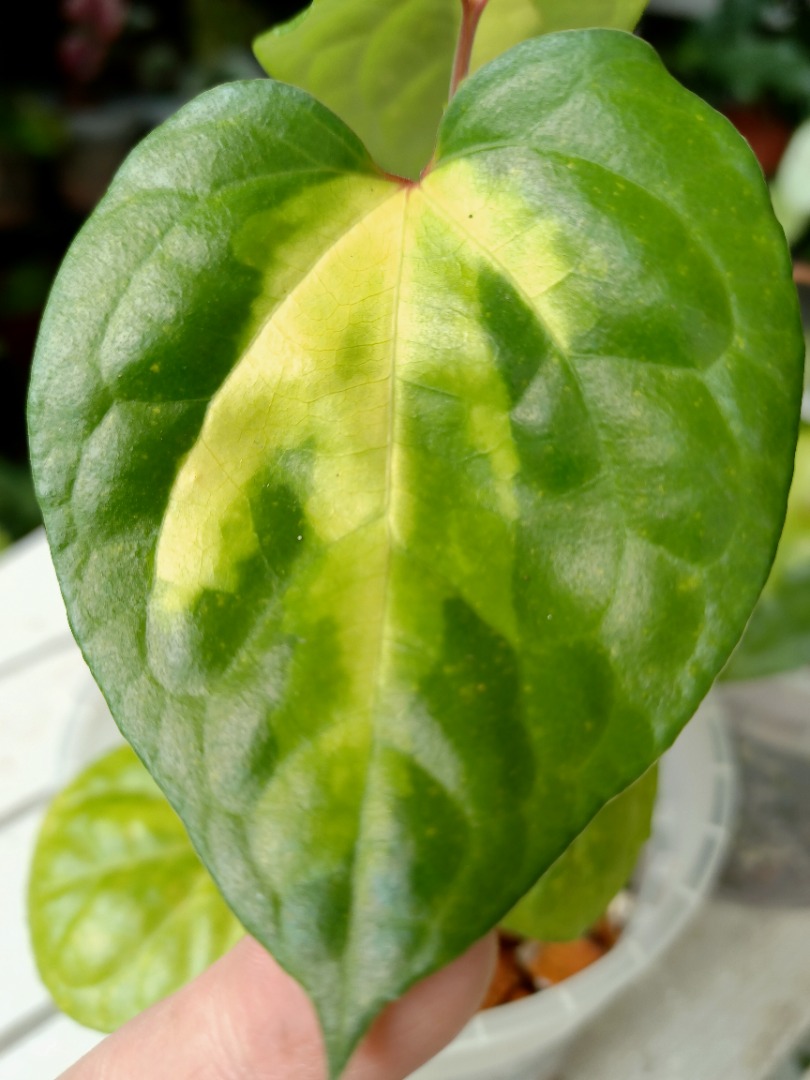 Piper methysticum bright eye, Furniture & Home Living, Gardening ...