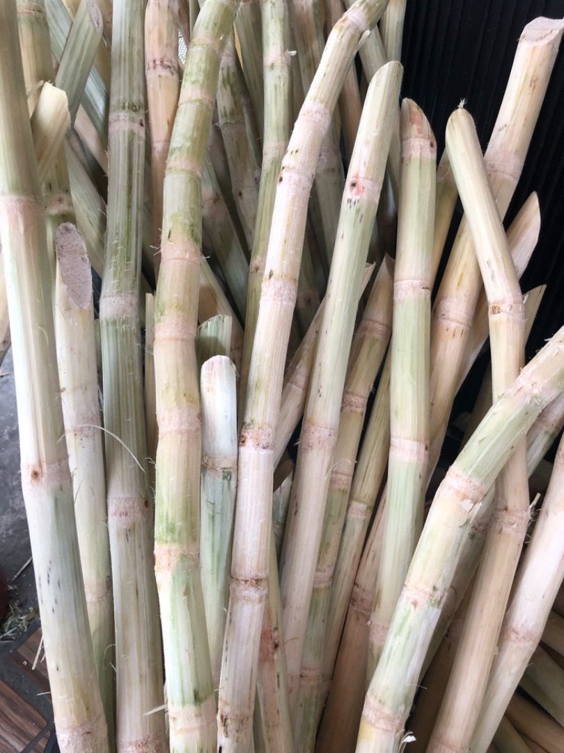 SUGARCANE RAW, Food & Drinks, Fresh Produce on Carousell
