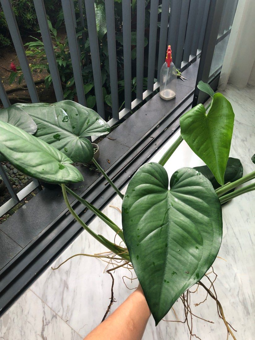 Syngonium Chiapense, Furniture & Home Living, Gardening, Plants & Seeds ...